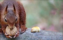 Eichhörnchen Eichhörnchen