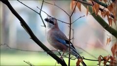 Eichelhäher Eichelhäher