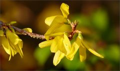 Forsythien Forsythien
