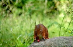 Eichhörnchen Eichhörnchen