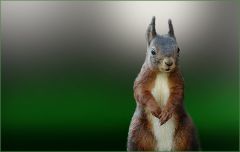 Eichhörnchen Eichhörnchen