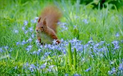 Eichhörnchen Eichhörnchen