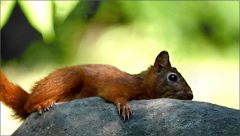 Eichhörnchen Eichhörnchen