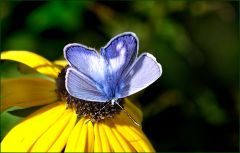 Bläuling Bläuling