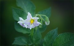 Kartoffelblüte Kartoffelblüte