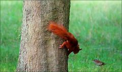 Das Eichhörnchen beobachtet einen Vogel Das Eichhörnchen beobachtet einen Vogel