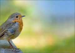Rotkehlchen Rotkehlchen