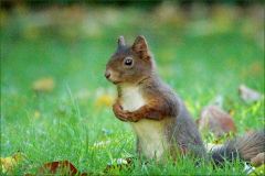 Eichhörnchen Eichhörnchen