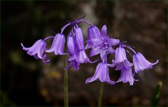 Hasenglöckchen Hasenglöckchen
