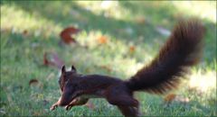 Eichhörnchen im Sprung