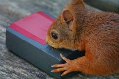 Meine Box mit den Haselnüssen Meine Box mit den Haselnüssen