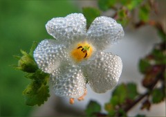 Kleine Blüte