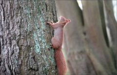 Eichhörnchen Eichhörnchen