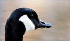 Kanadagans Kanadagans