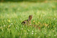 Wildkaninchen Wildkaninchen