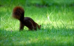 Es verbuddelt eine Nuss als Vorrat Es verbuddelt eine Nuss als Vorrat