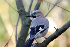 Eichelhäher Eichelhäher