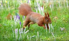 Eichhörnchen Eichhörnchen