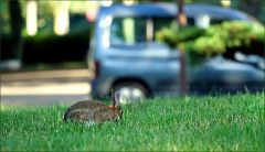 Wildkaninchen am Straßenrand Wildkaninchen am Straßenrand