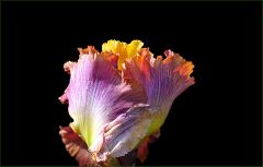 Iris kurz vor der Entfaltung Iris kurz vor der Entfaltung