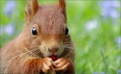 Eichhörnchen Eichhörnchen