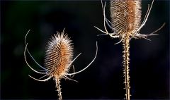 Zwei Karden Zwei Karden