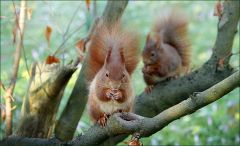 Zwei Eichhörnchen Zwei Eichhörnchen