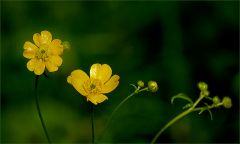 Butterblumen Butterblumen