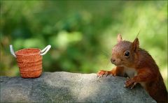 Ein anderes Eichhörnchen kommt Ein anderes Eichhörnchen kommt