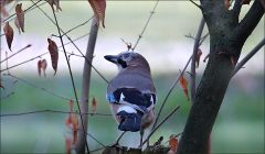 Eichelhäher Eichelhäher