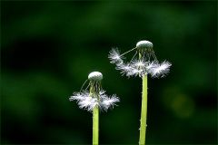Flugsamen des Löwenzahns Flugsamen des Löwenzahns
