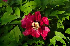 Pfingstrose Pfingstrose