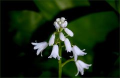 Hasengöckchen Hasengöckchen