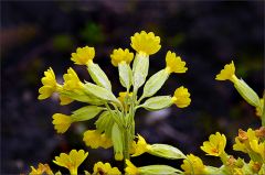 Schlüsselblume Schlüsselblume