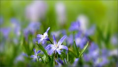 Blausterne Blausterne