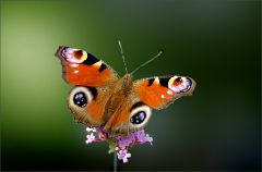 Pfauenauge Pfauenauge