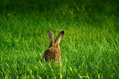 Junges Wildkaninchen Junges Wildkaninchen