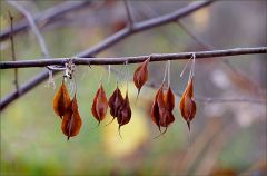 Samenkapseln im Dezember