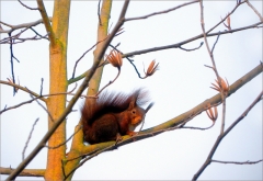 Äste in der Morgensonne