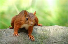 Eichhörnchen Eichhörnchen