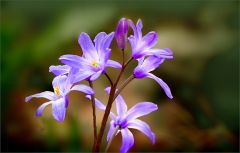 Blausterne Blausterne