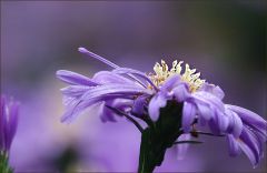 Aster