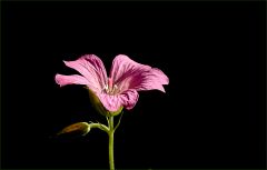 Kleines Blümchen Kleines Blümchen