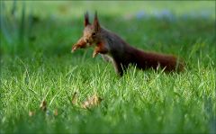 Eichhörnchen im Sprung Eichhörnchen im Sprung