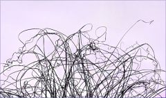 Gräser im Winter Gräser im Winter