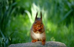 Eichhörnchen Eichhörnchen