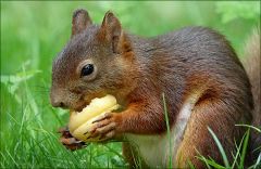 Die Aprikose schmeckt ihm Die Aprikose schmeckt ihm