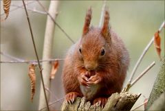 Eichhörnchen Eichhörnchen