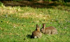 Zwei junge Wildkaninchen Zwei junge Wildkaninchen