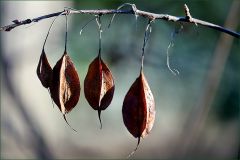 Baumsamen an einem Zweig